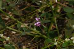 Desmodium scorpiurus